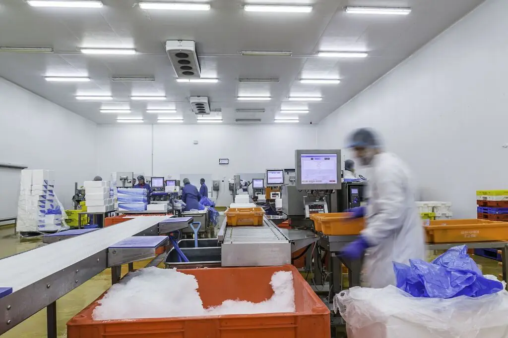 Staff at work on a fish processing line with Aquarius screens