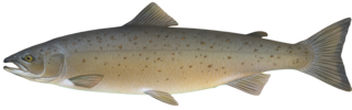 Illustration of a salmon