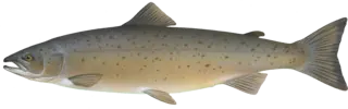 Illustration of a salmon