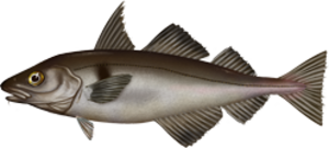 Illustration of a haddock