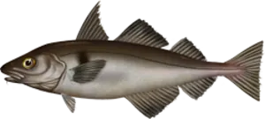 Illustration of a haddock