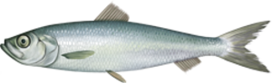 Illustration of a herring