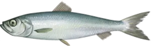 Illustration of a herring